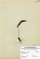 藏品(高山耳蕨)的圖片